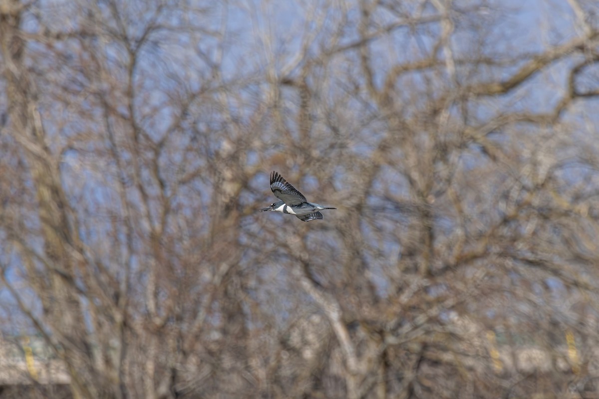 Belted Kingfisher - Phat Ngo