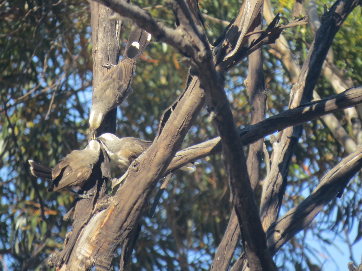 Gray-crowned Babbler - Kurt Gaskill