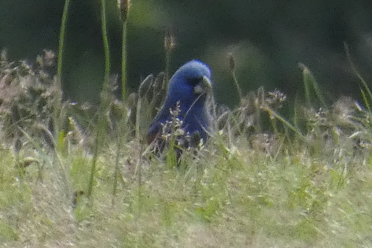 Blue Grosbeak - ML618108808