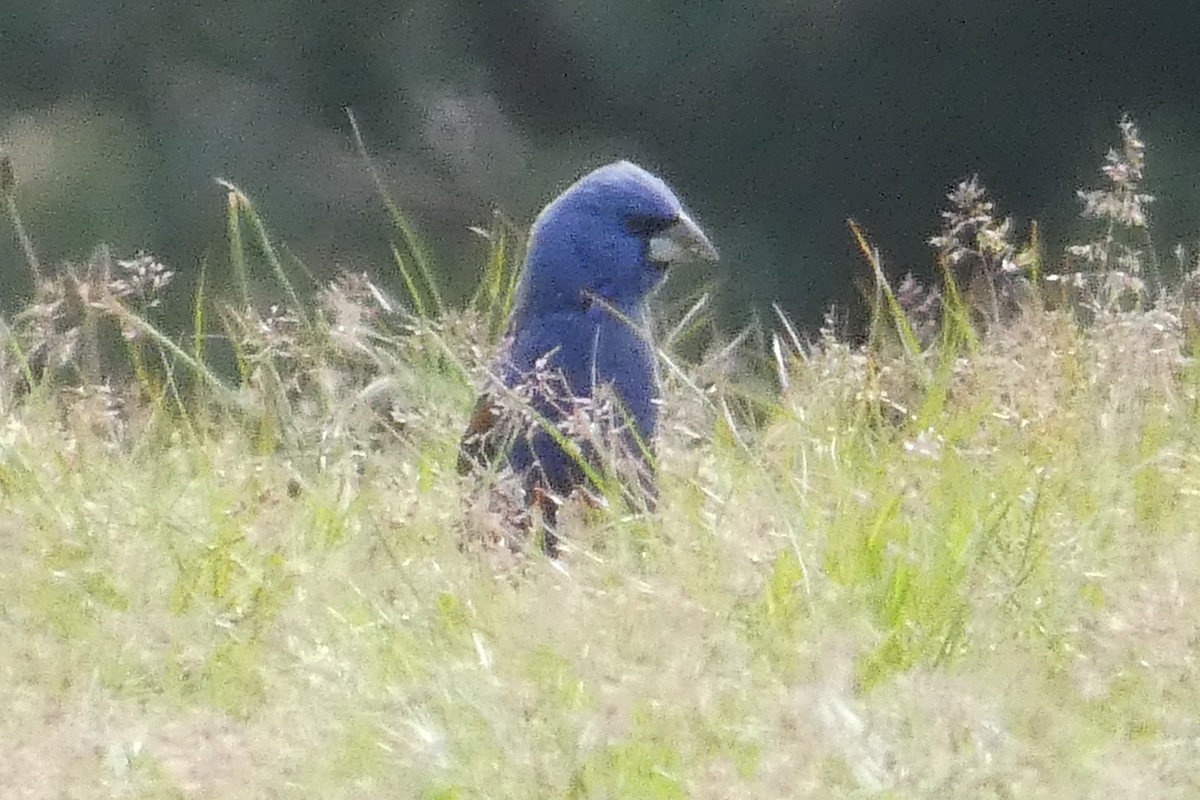 Blue Grosbeak - ML618108809