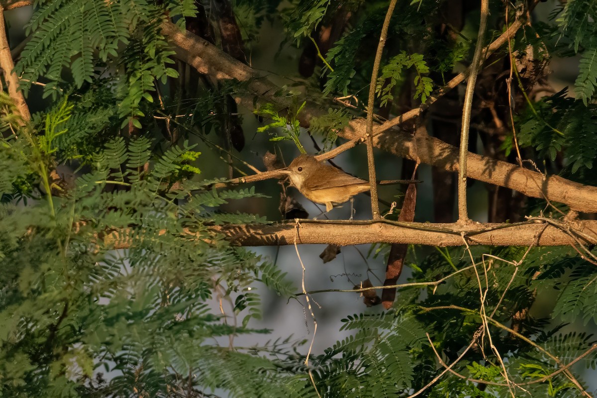 Thick-billed Warbler - Dominic More O’Ferrall