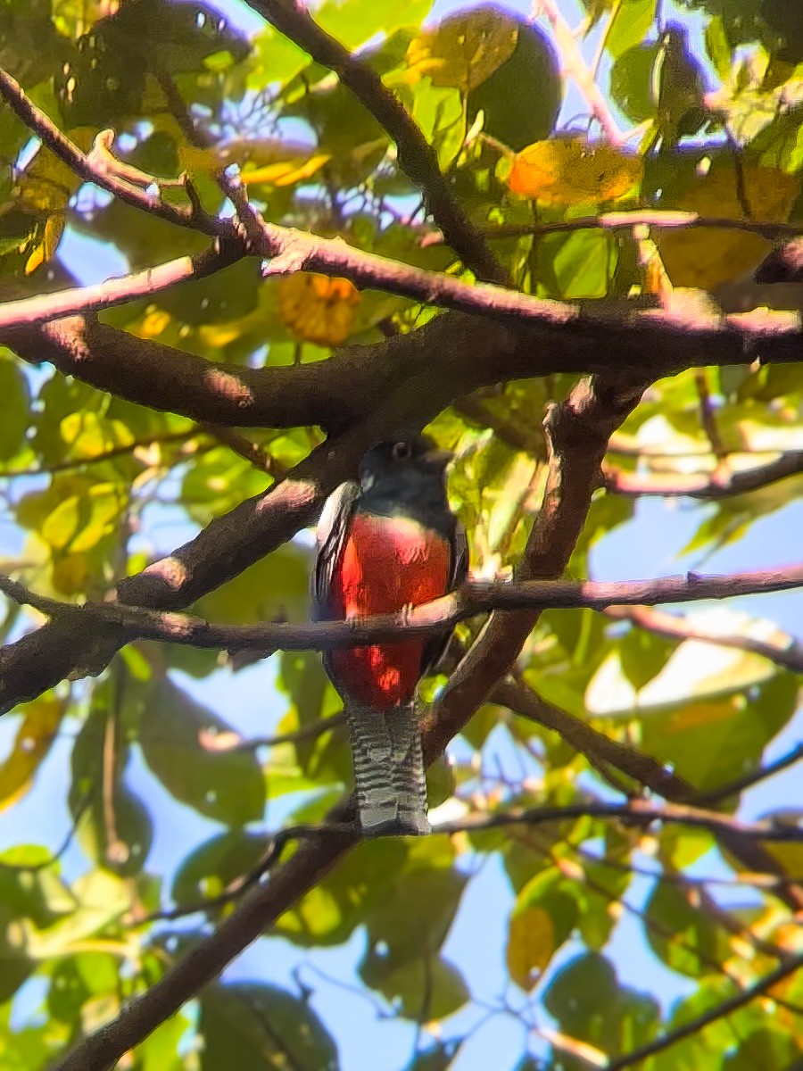 Blue-crowned Trogon - ML618108826