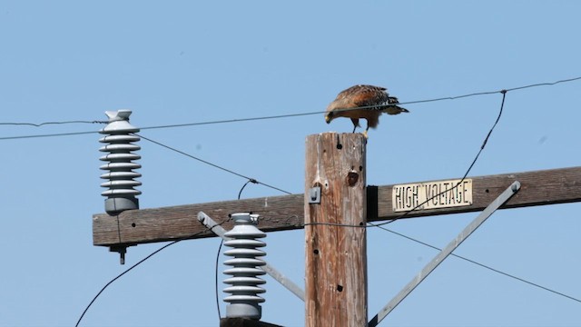 Red-shouldered Hawk (elegans) - ML618108836