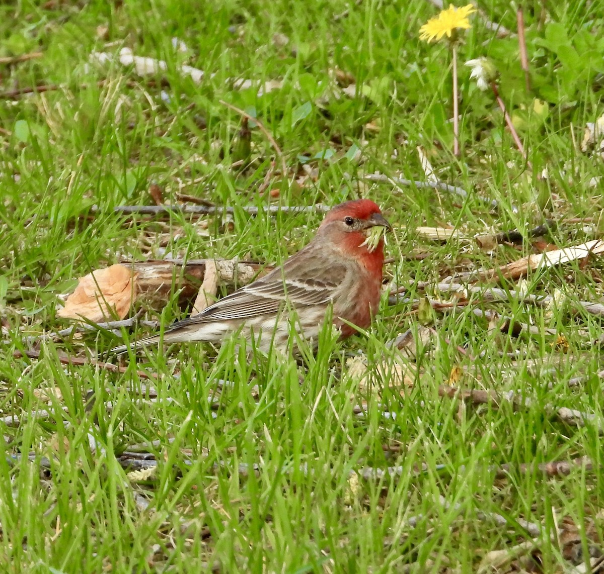 House Finch - Erin Jones