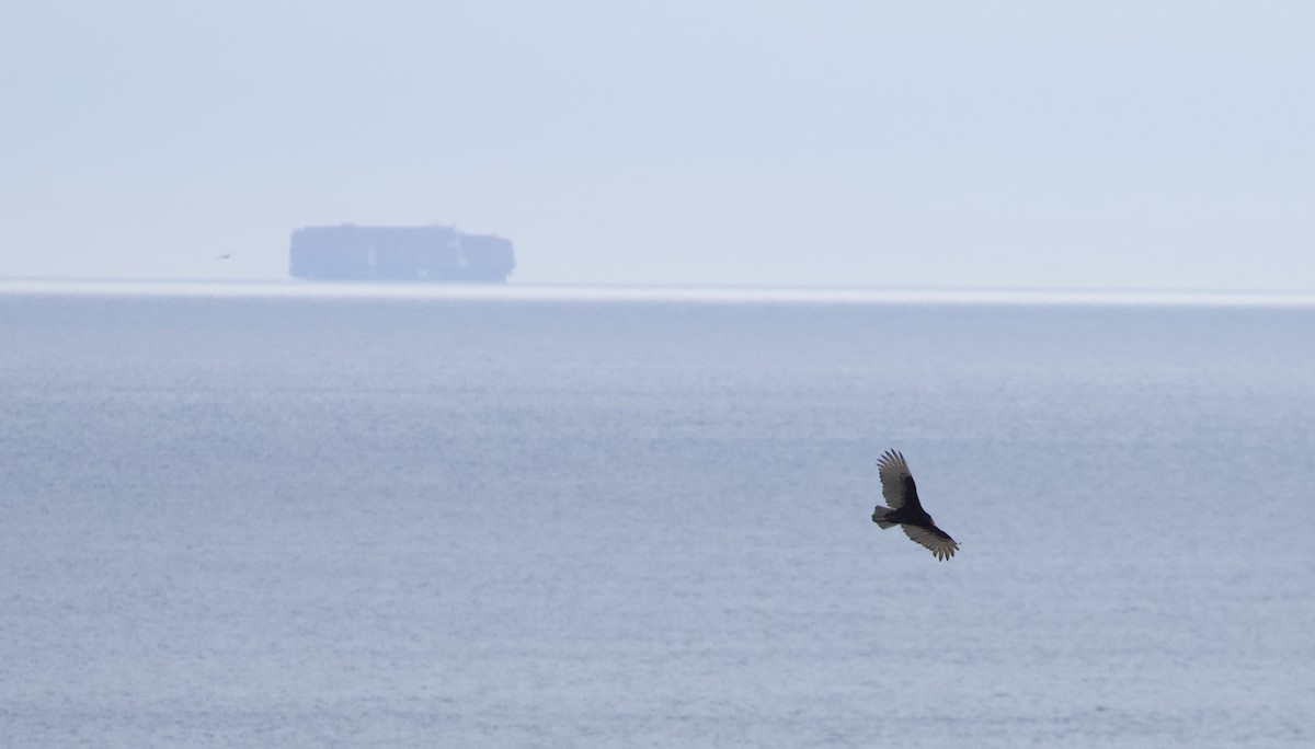 Turkey Vulture - Will Sweet