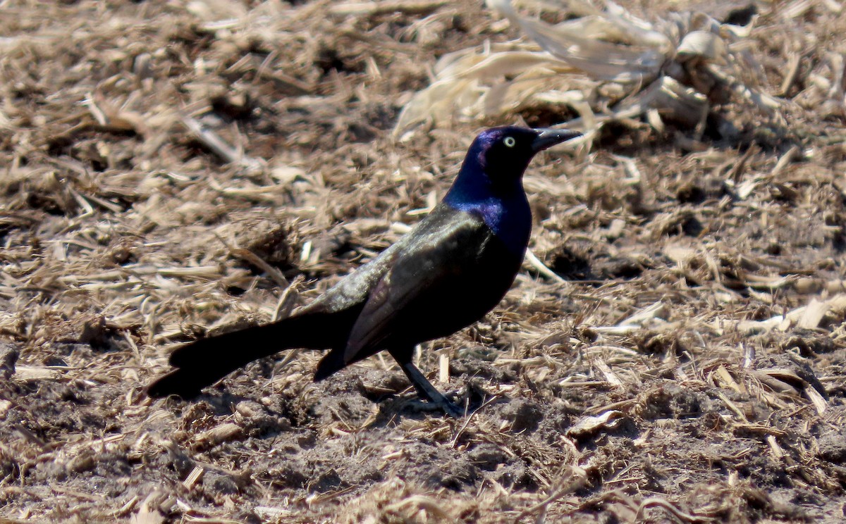 Common Grackle - Kathy Carroll