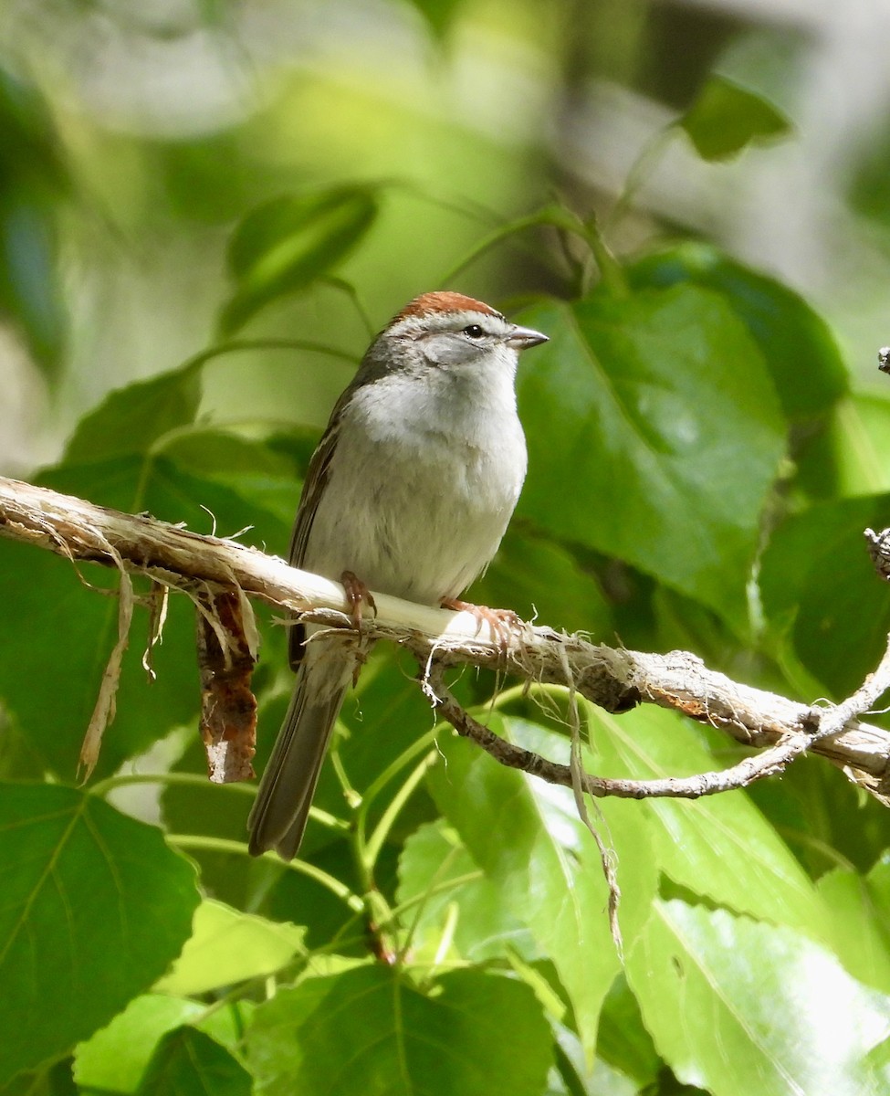 Chipping Sparrow - ML618108897