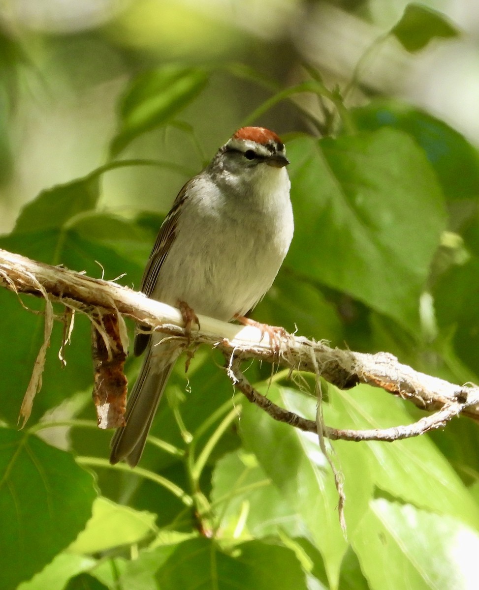 Chipping Sparrow - ML618108898