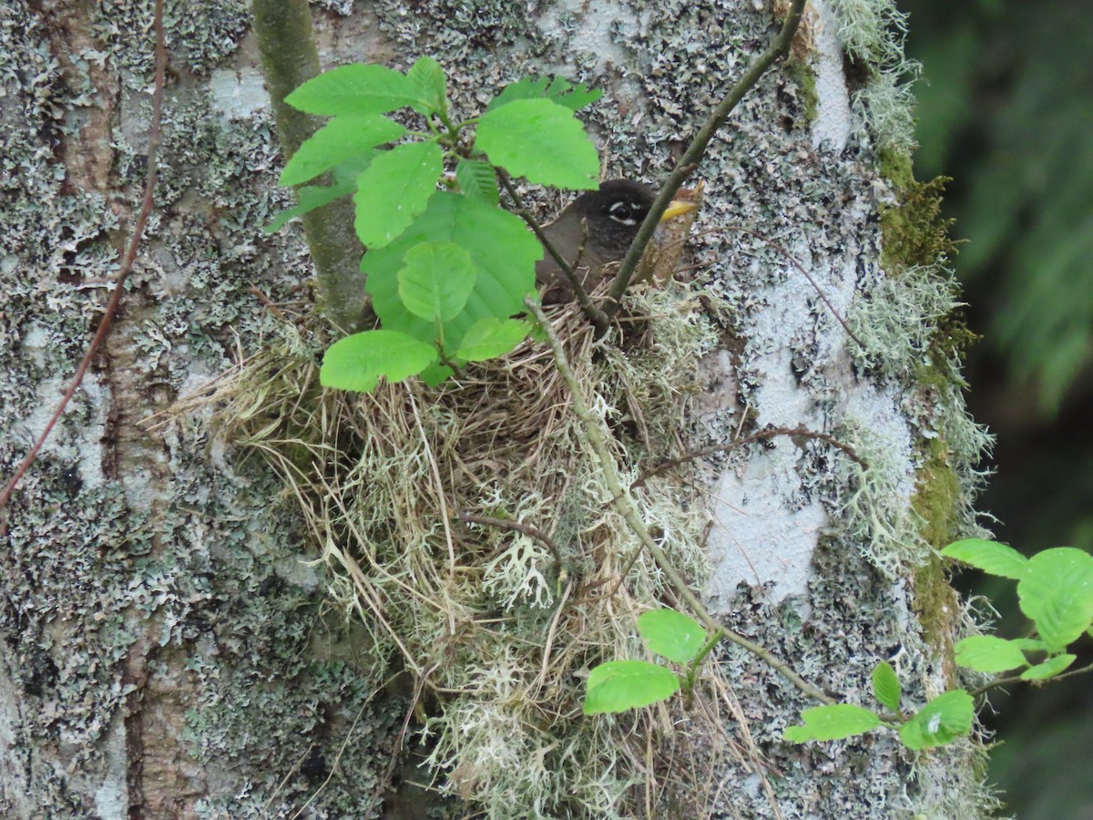 American Robin - Kyle Leader