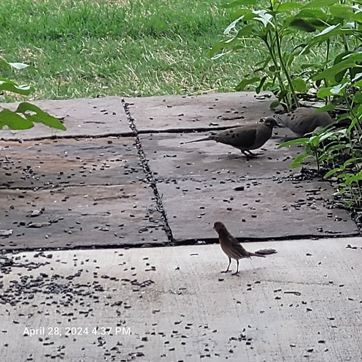 Mourning Dove - Anonymous