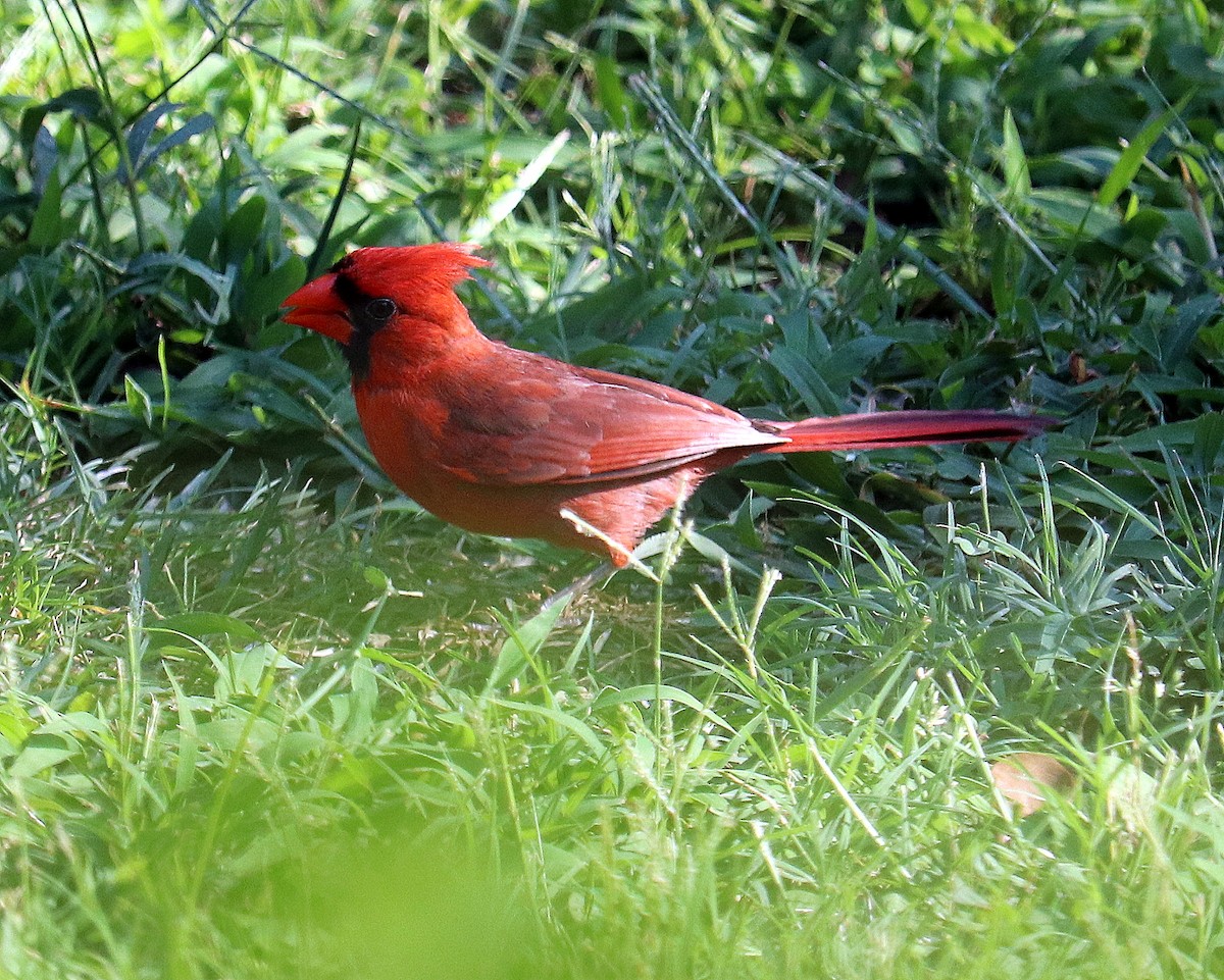 Northern Cardinal - Jonathan Baker