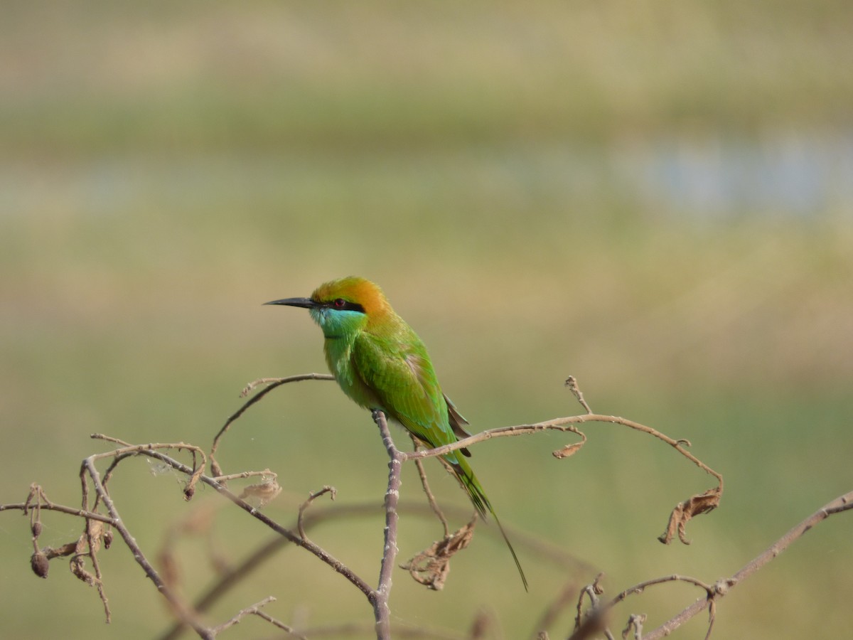 Asian Green Bee-eater - ML618108913