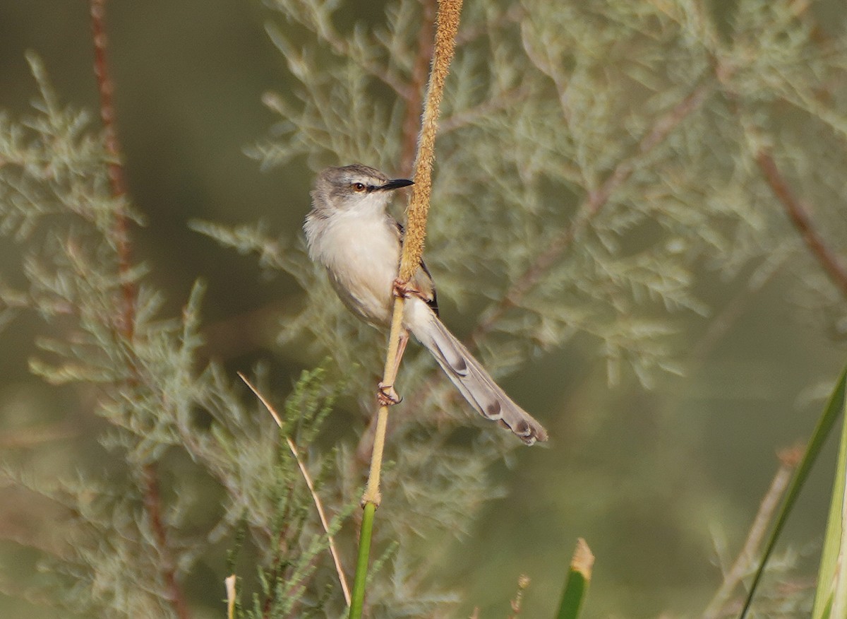 River Prinia - Javier Train Garcia