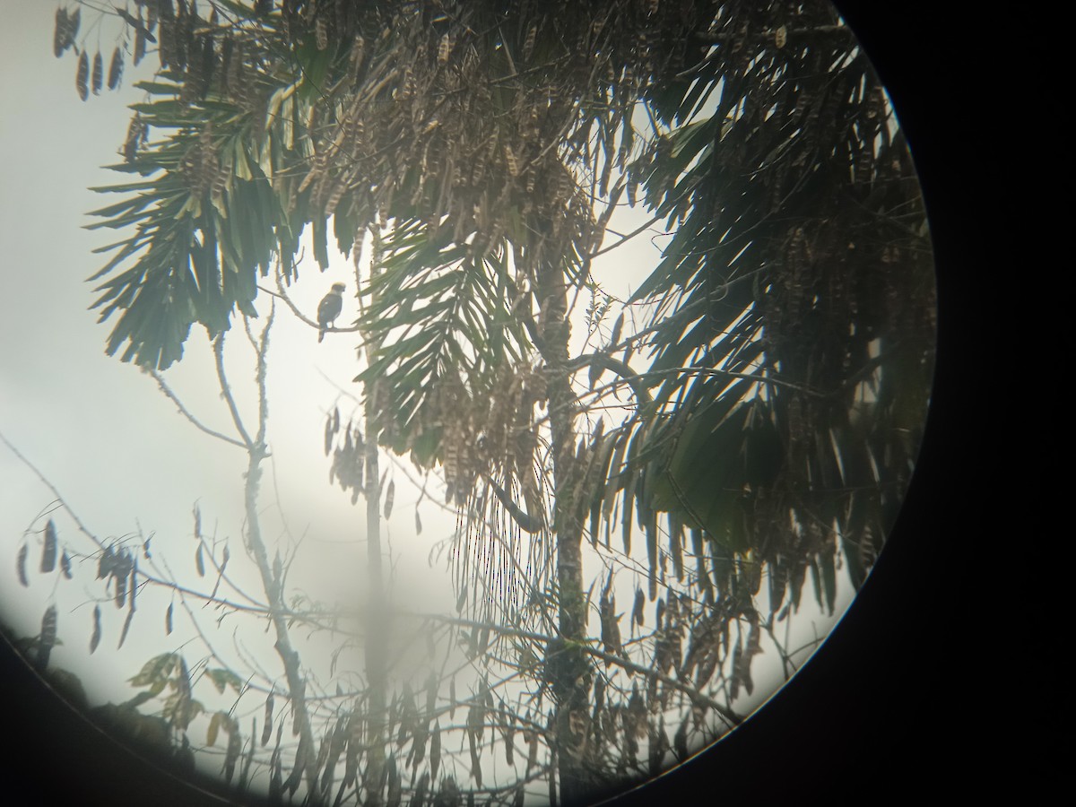 Laughing Falcon - Antonio Rivadeneira