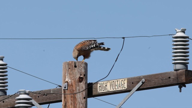 Red-shouldered Hawk (elegans) - ML618108973