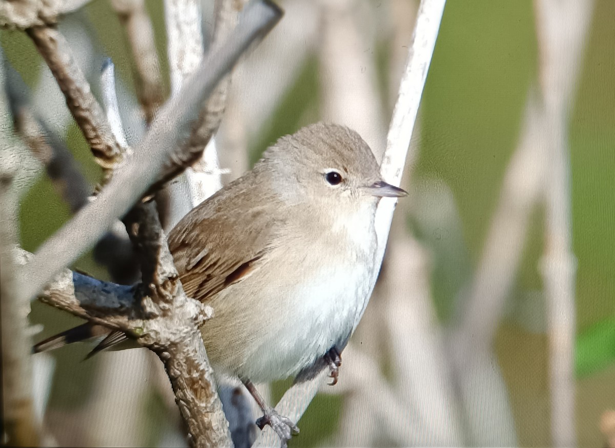 Garden Warbler - Sergio Hoces lucena