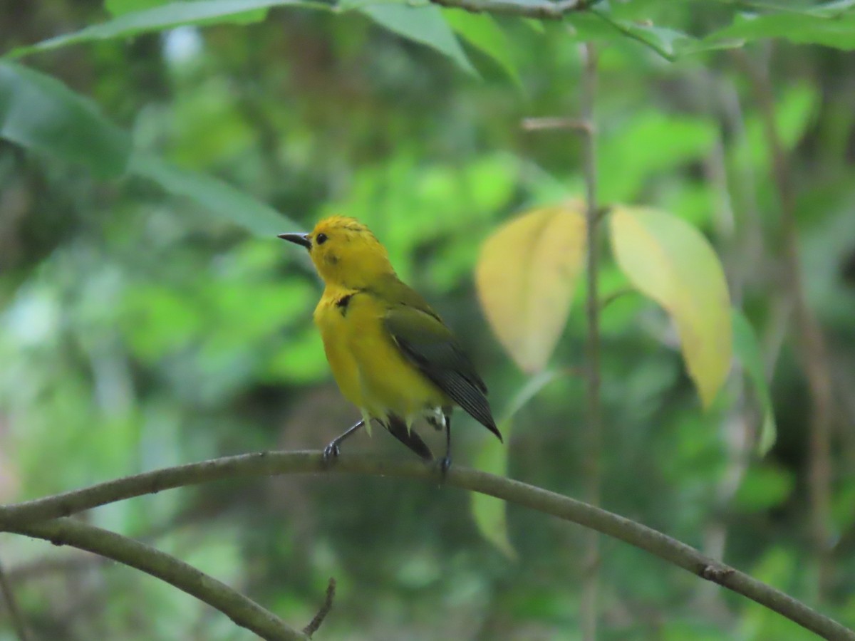 Prothonotary Warbler - ML618108994