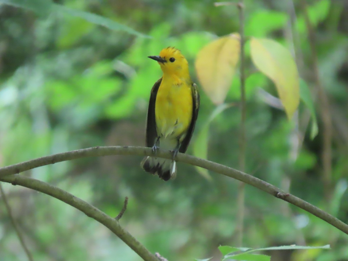Prothonotary Warbler - ML618108995