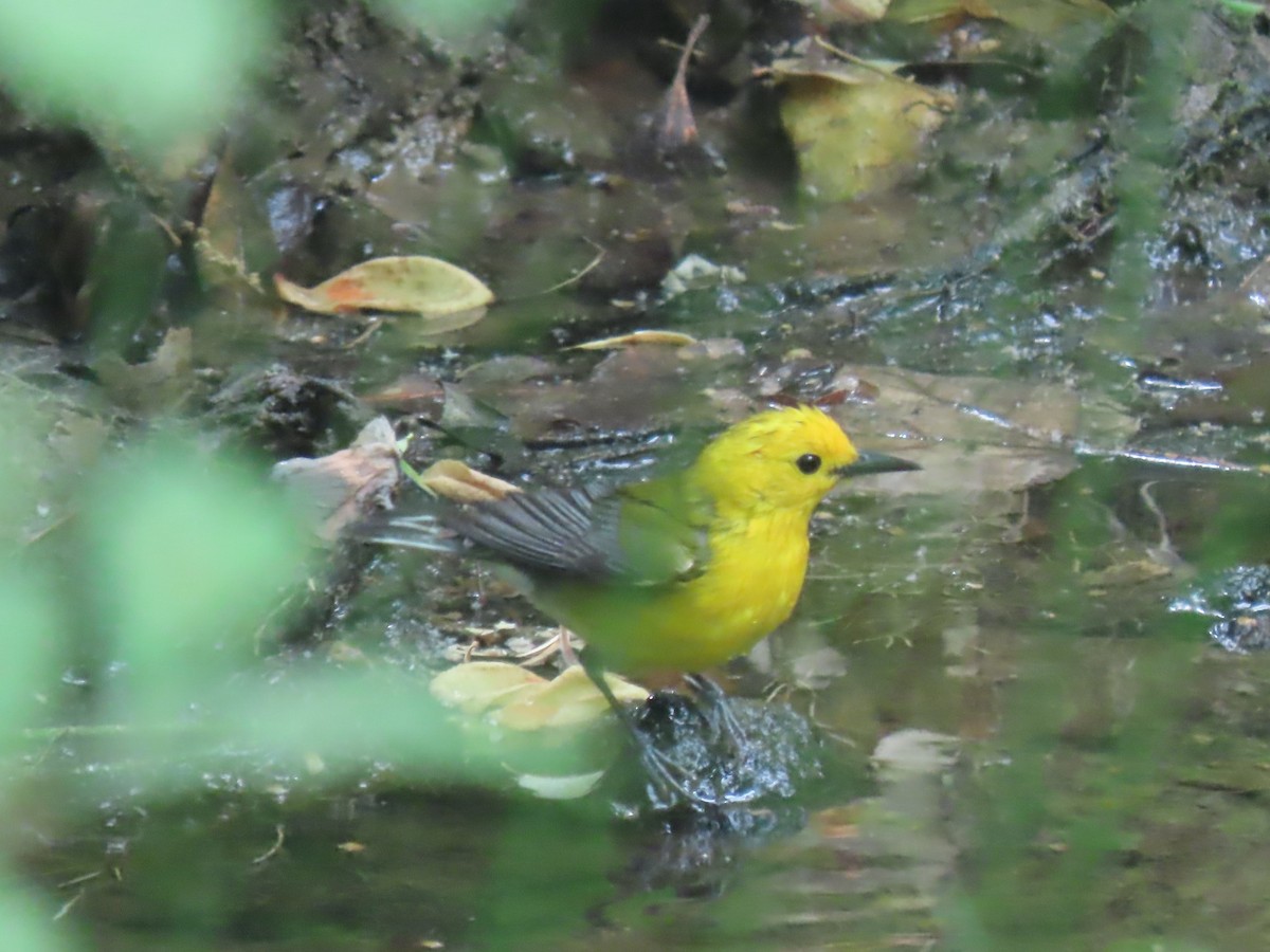 Prothonotary Warbler - ML618108996