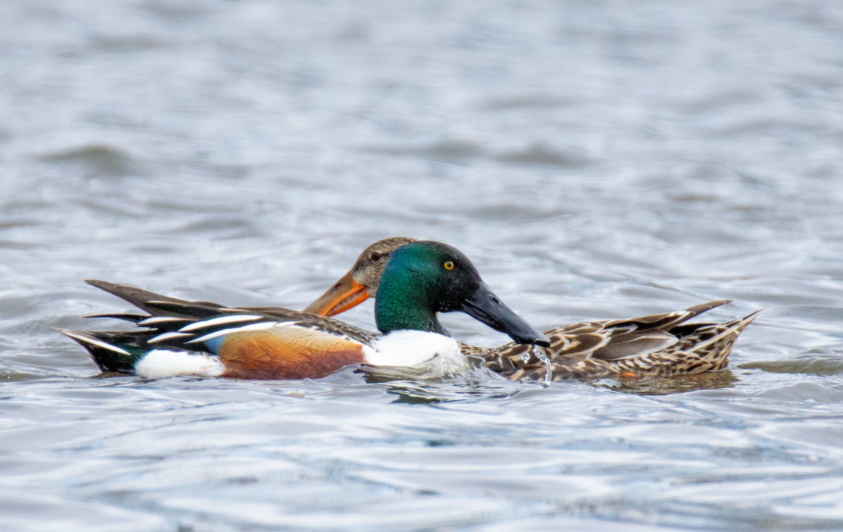 Northern Shoveler - Laurent Bédard