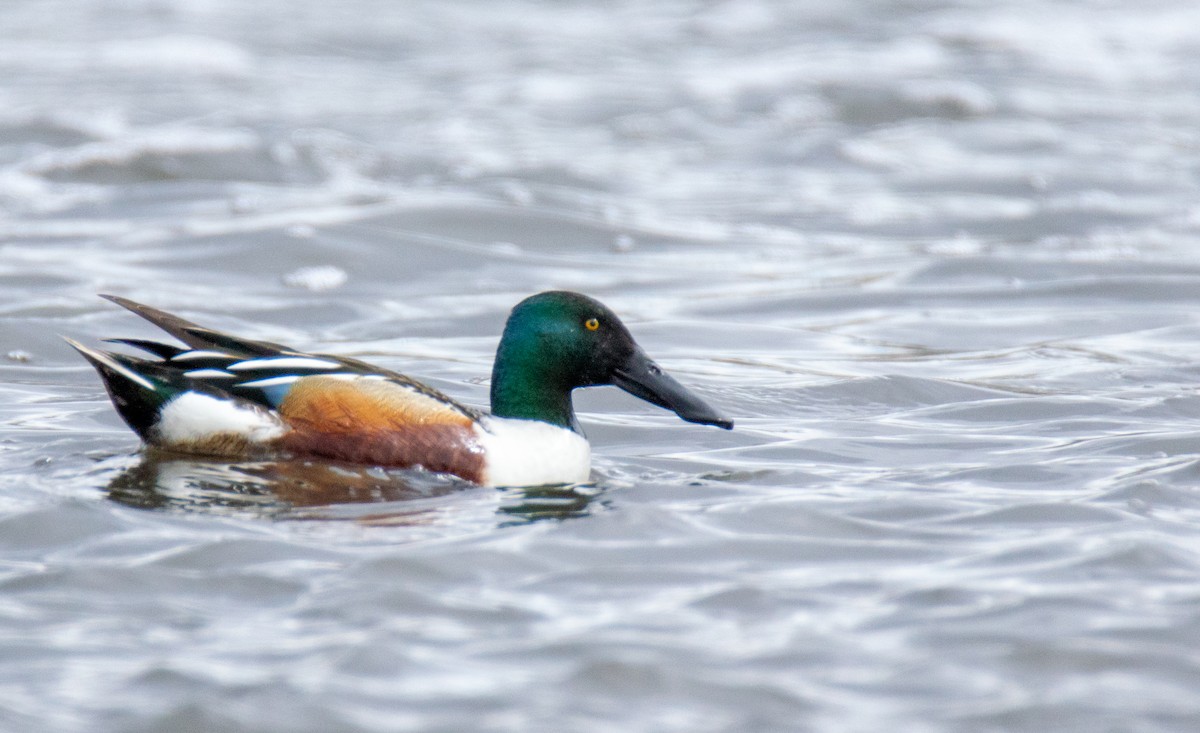 Northern Shoveler - Laurent Bédard