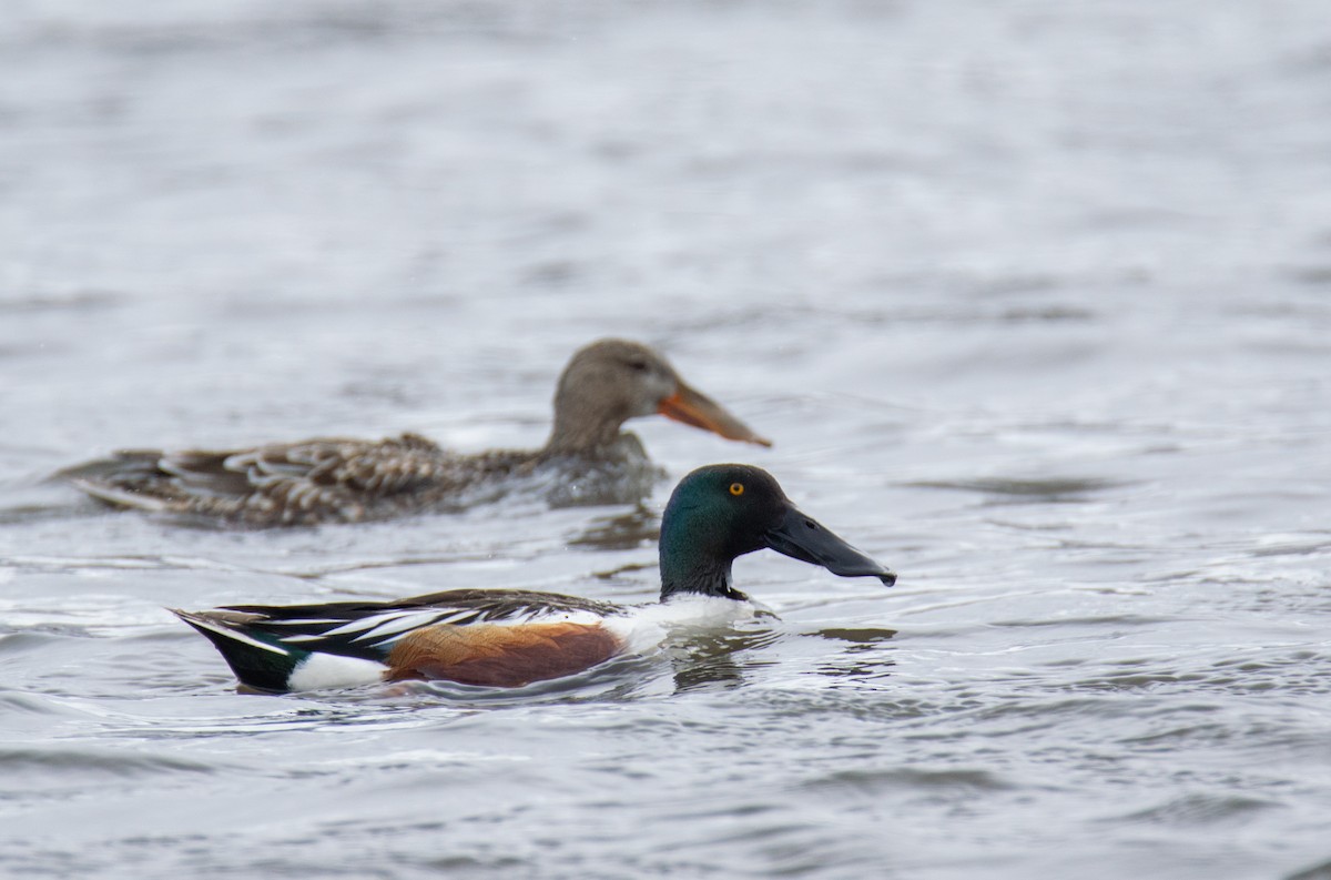 Northern Shoveler - Laurent Bédard