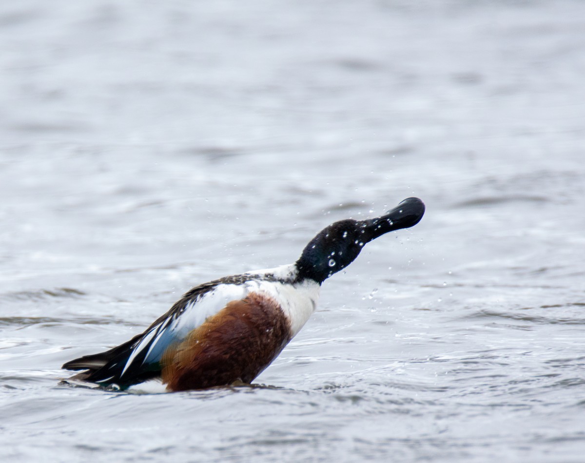 Northern Shoveler - Laurent Bédard