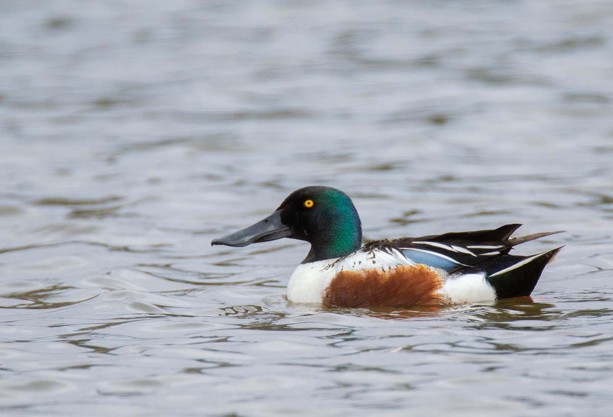 Northern Shoveler - Laurent Bédard