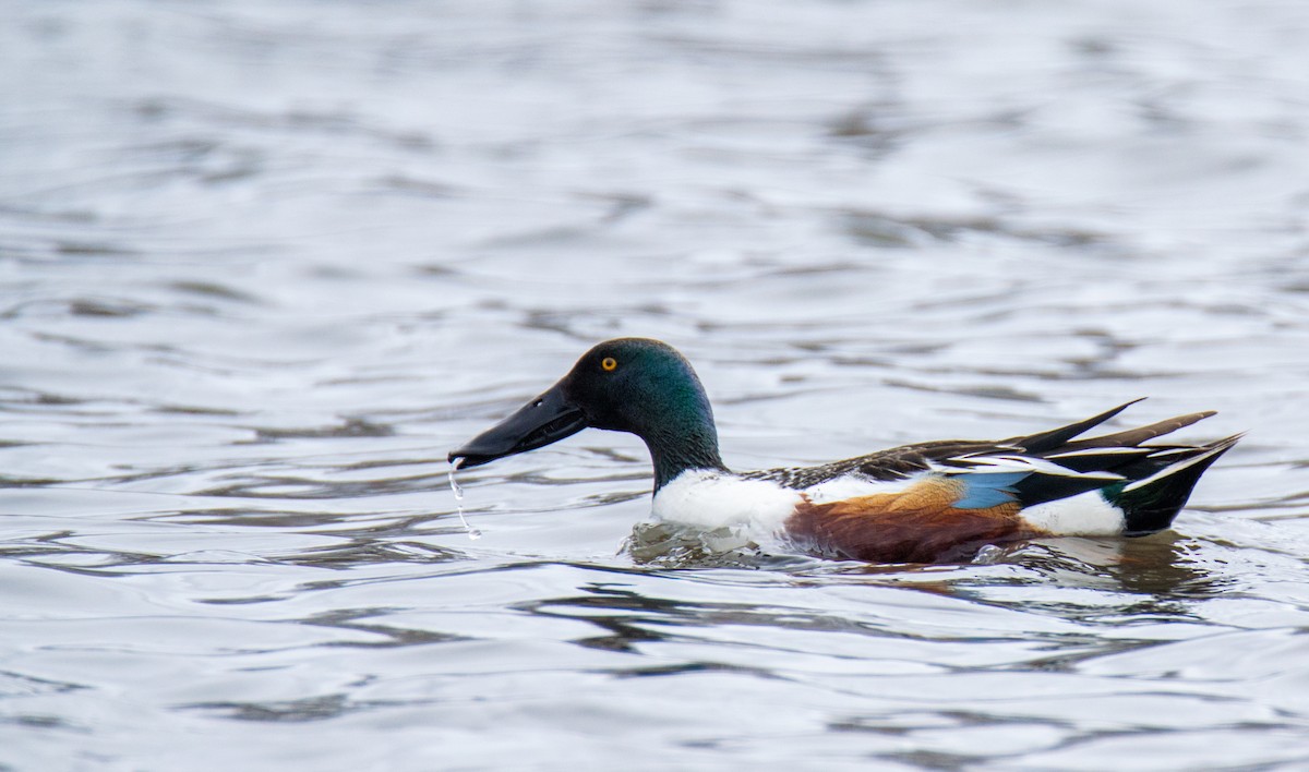 Northern Shoveler - Laurent Bédard