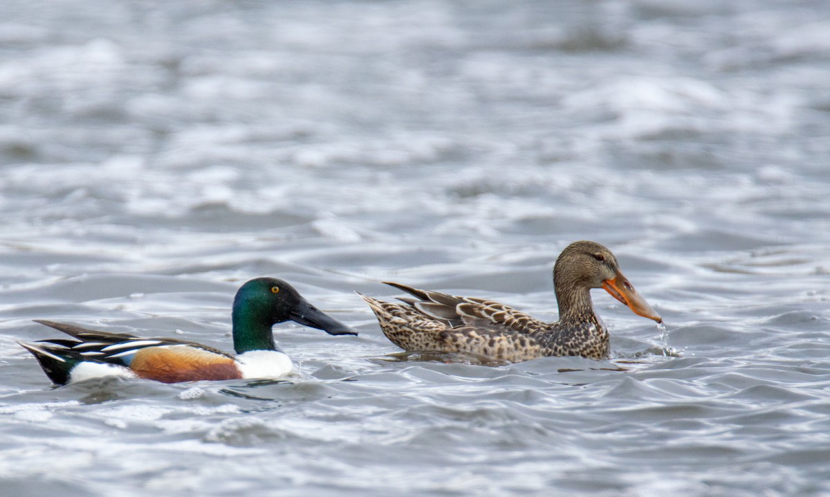 Northern Shoveler - ML618109015