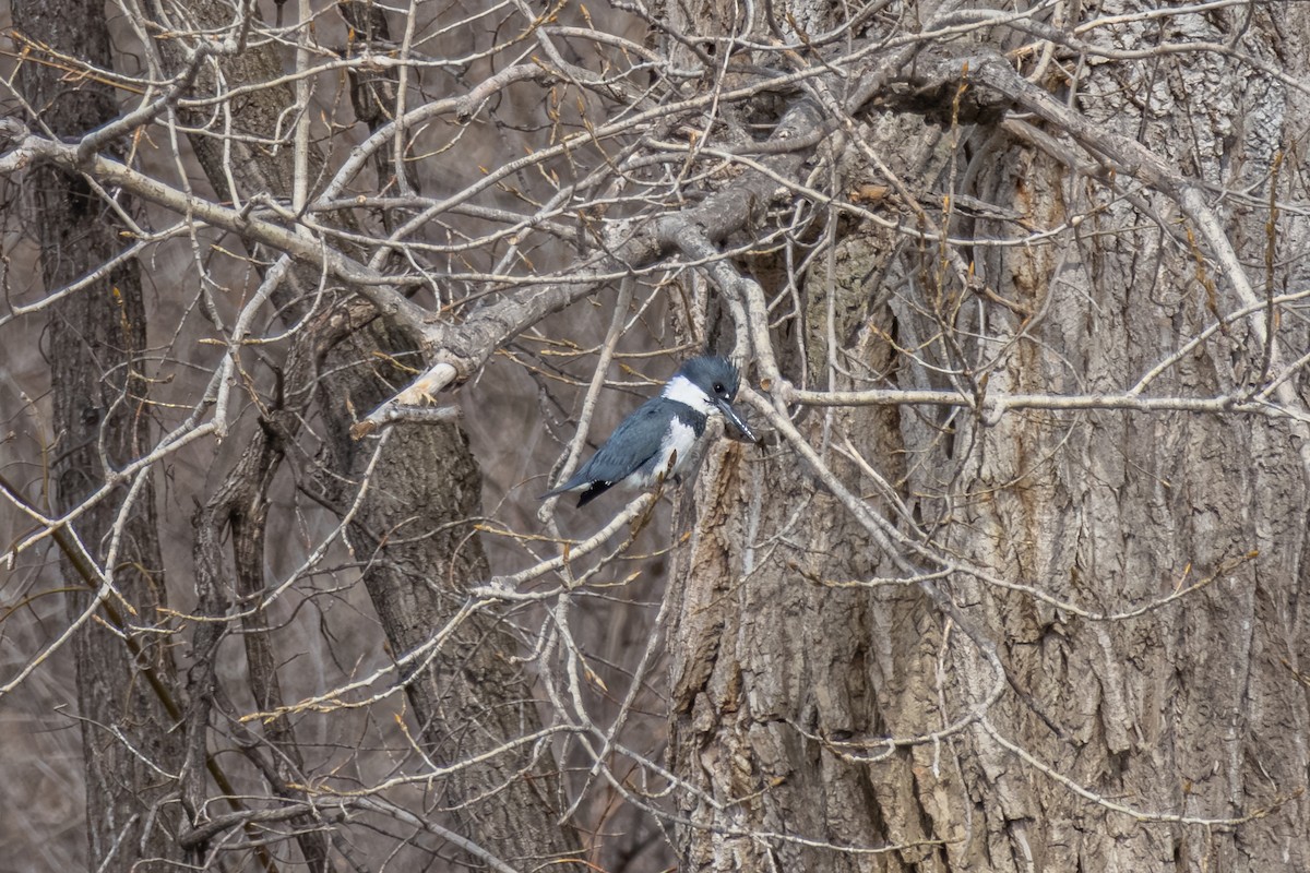 Belted Kingfisher - Phat Ngo