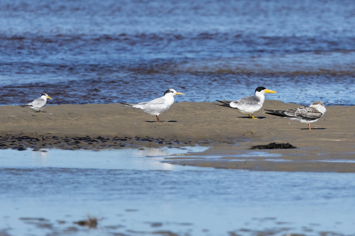 Large-billed Tern - ML618109082