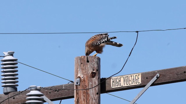 Red-shouldered Hawk (elegans) - ML618109104