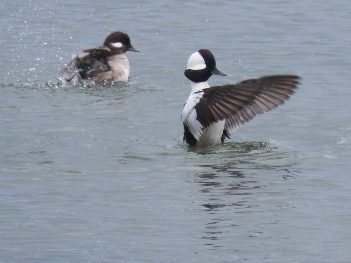 Bufflehead - ML618109131