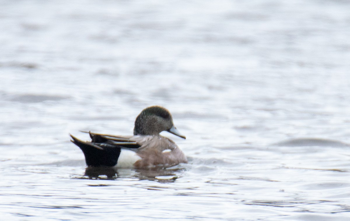 American Wigeon - ML618109136