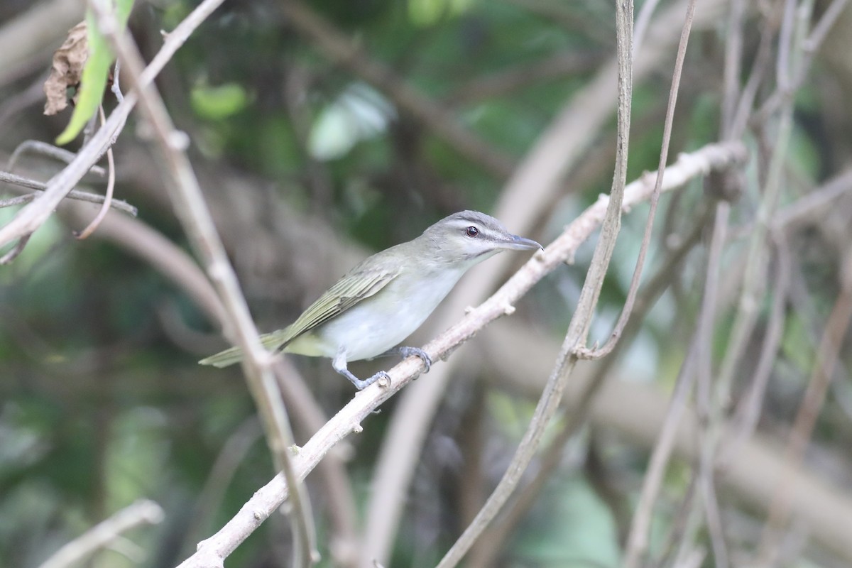 Vireo Bigotudo - ML618109137