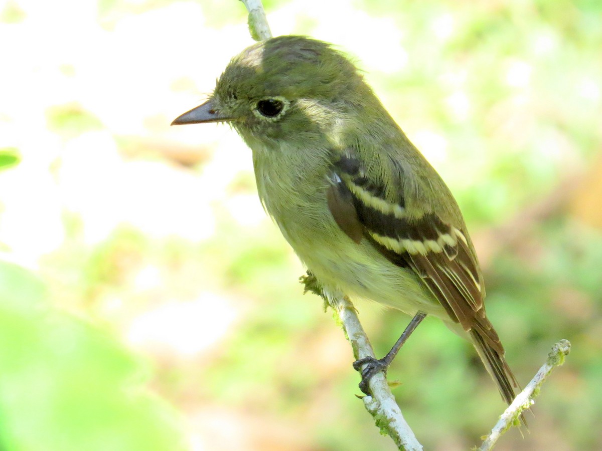 Yellow-bellied Flycatcher - ML618109167