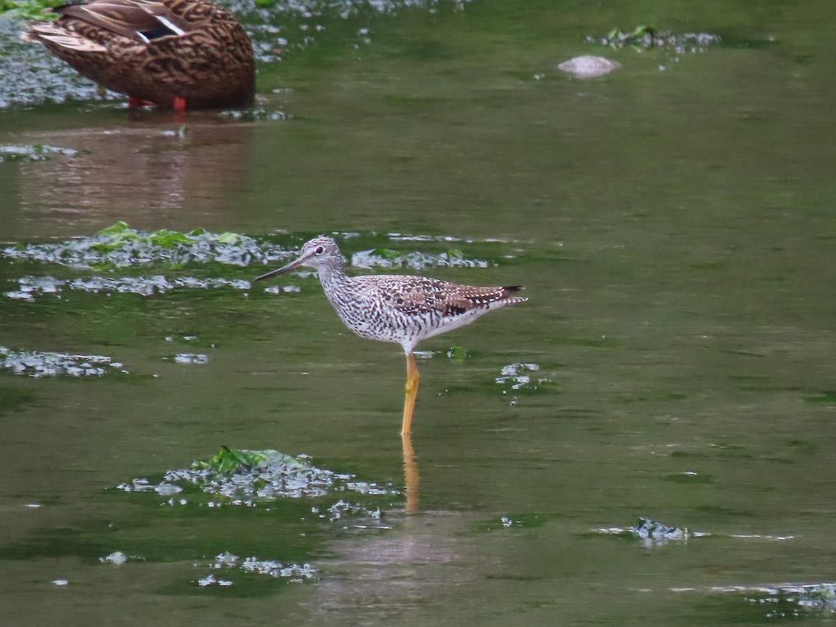 Greater Yellowlegs - ML618109190