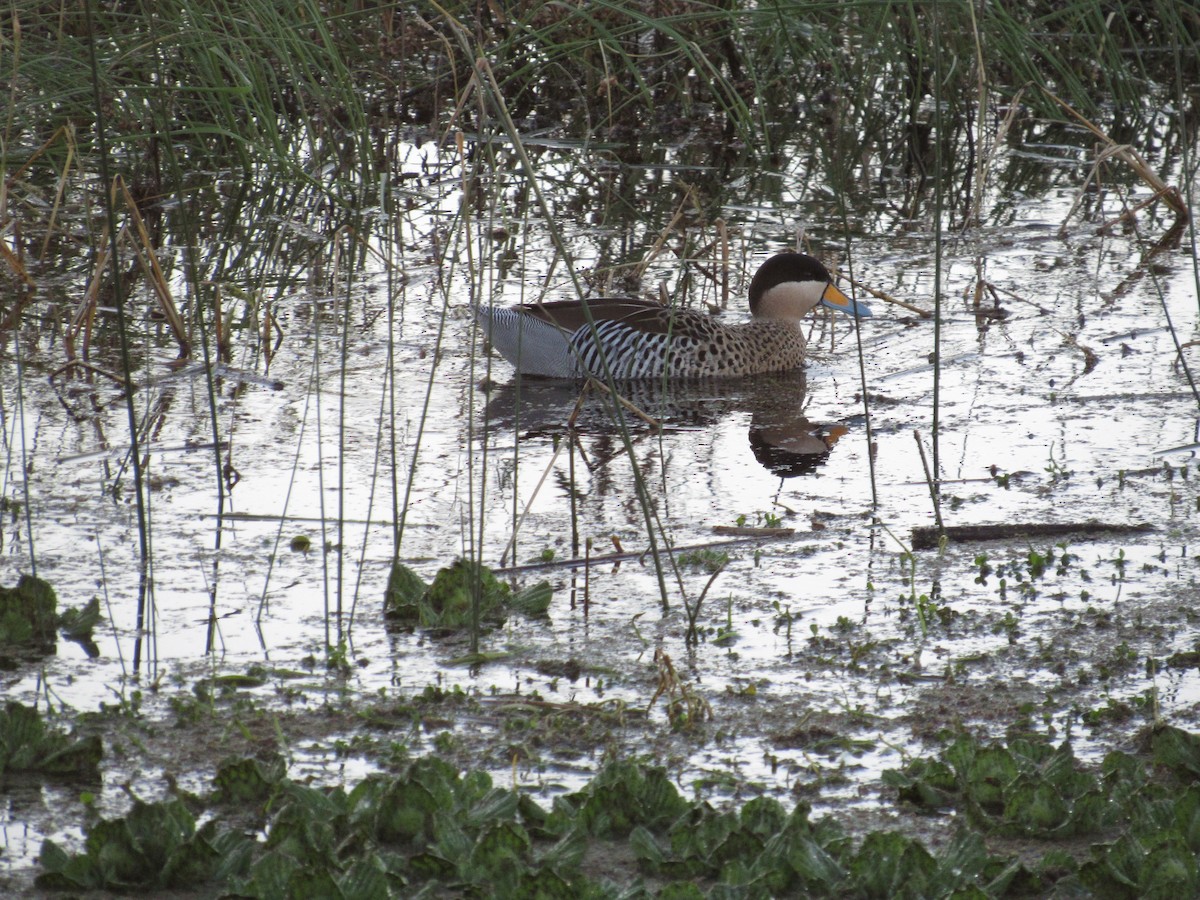 Silver Teal - ML618109224