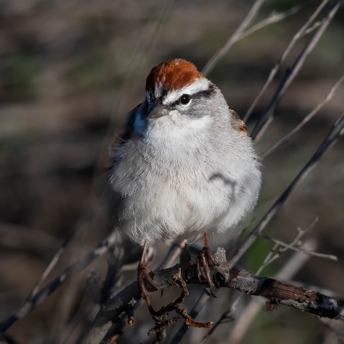 Chipping Sparrow - ML618109237