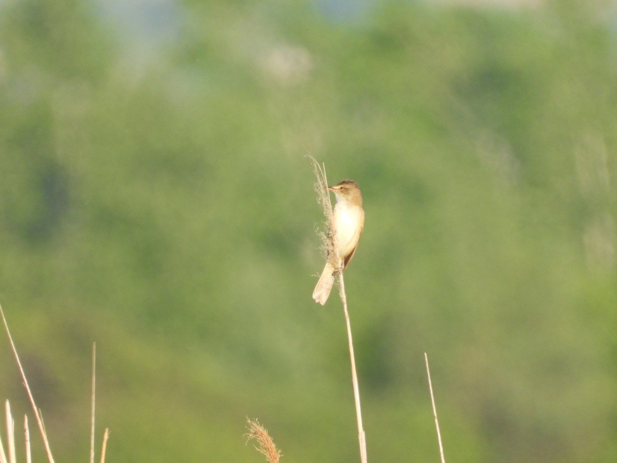 Great Reed Warbler - Danka Jaksic