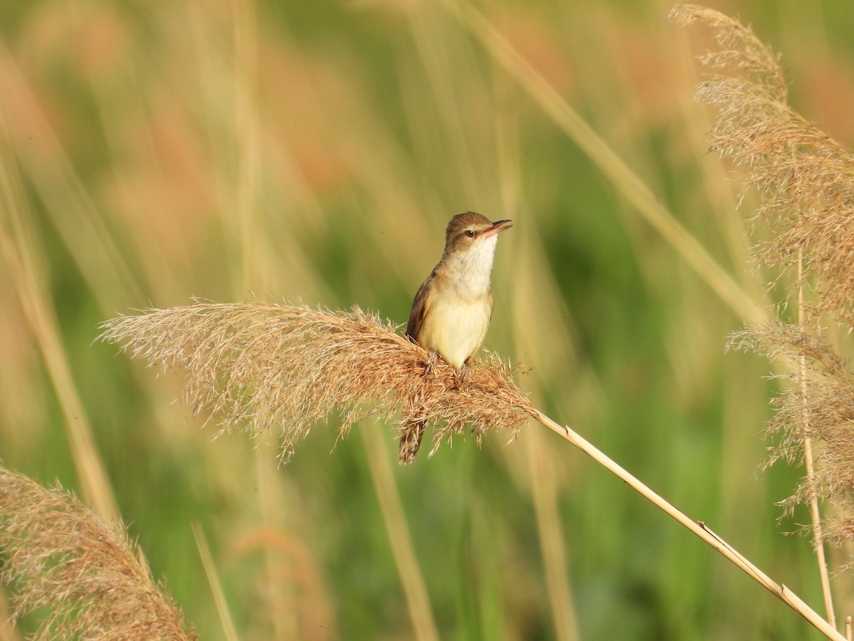 Great Reed Warbler - Danka Jaksic