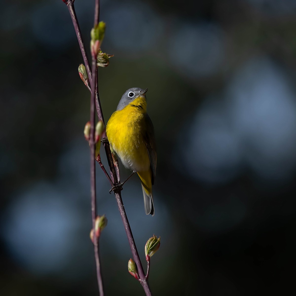 Nashville Warbler - ML618109264