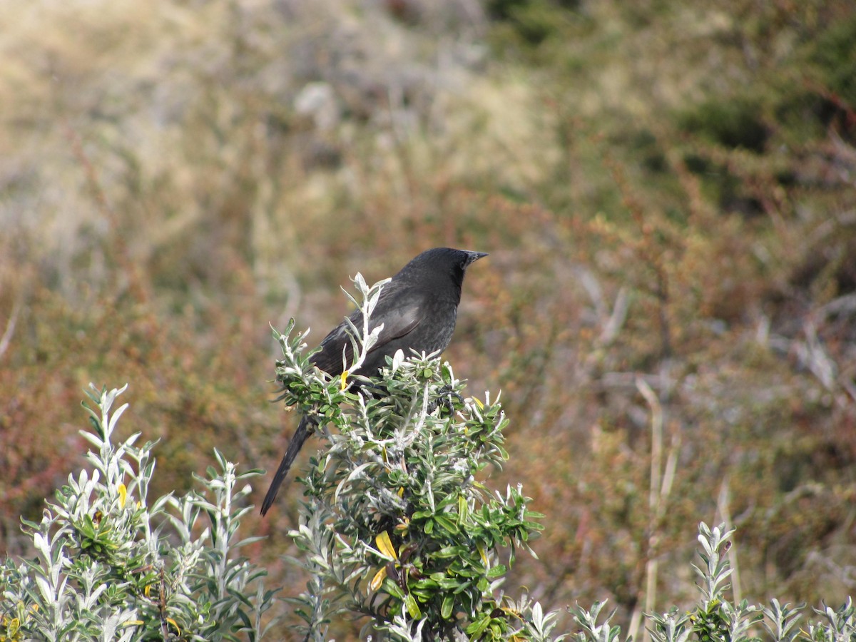 Austral Blackbird - Marco Costa