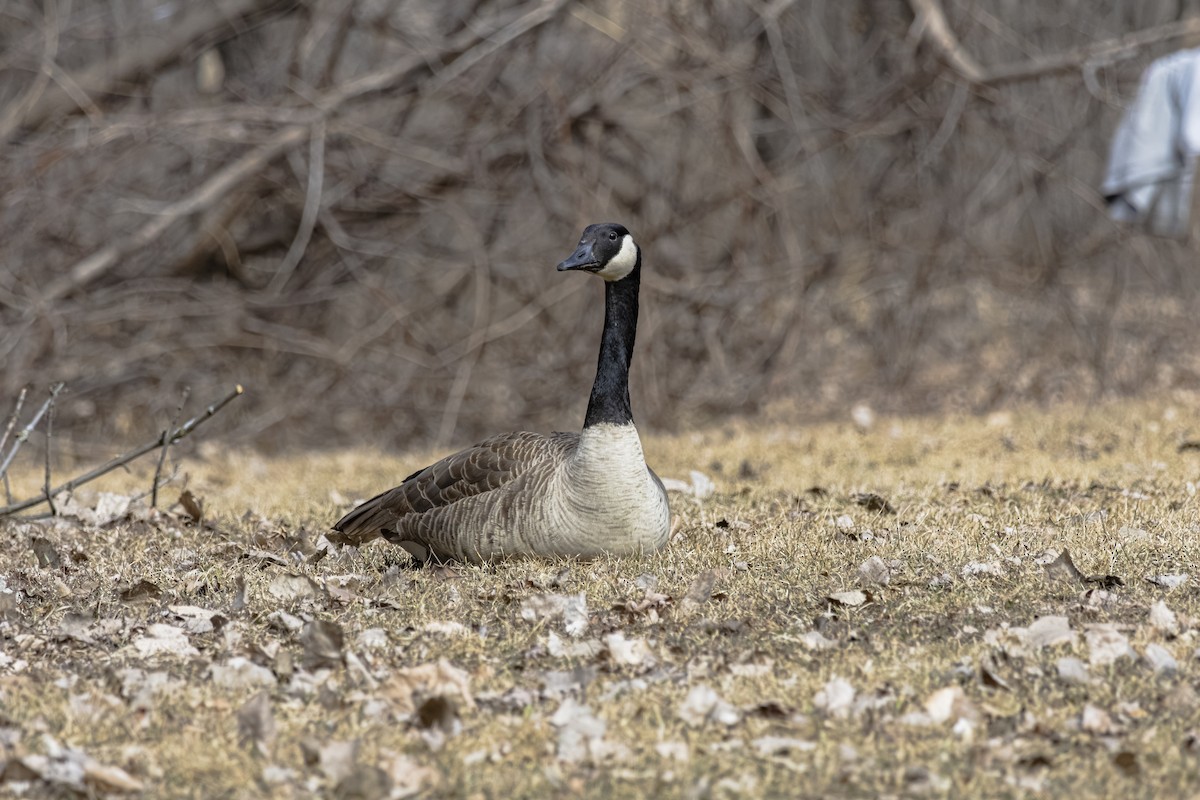 Canada Goose - ML618109283