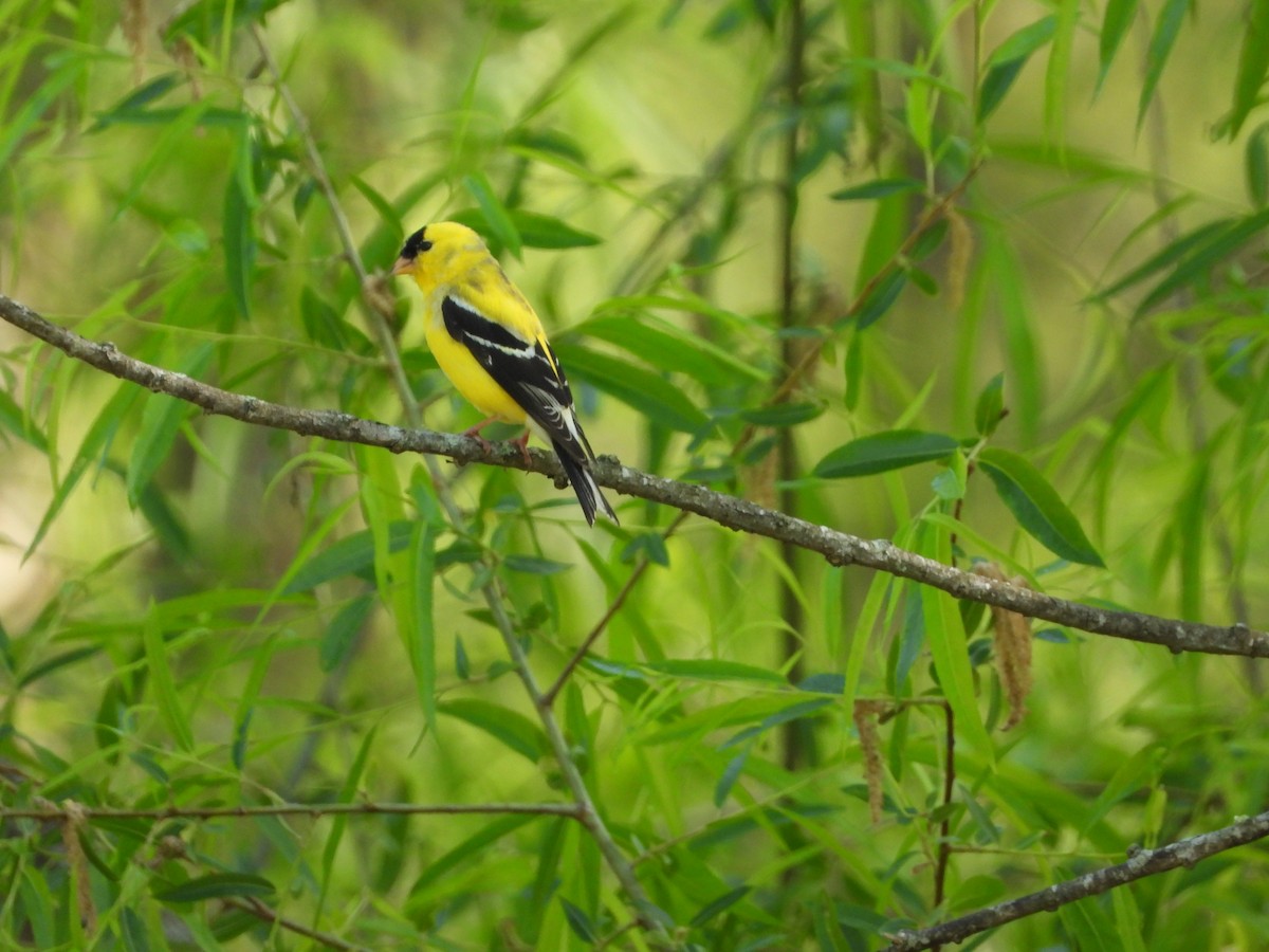 American Goldfinch - David Gravermoen