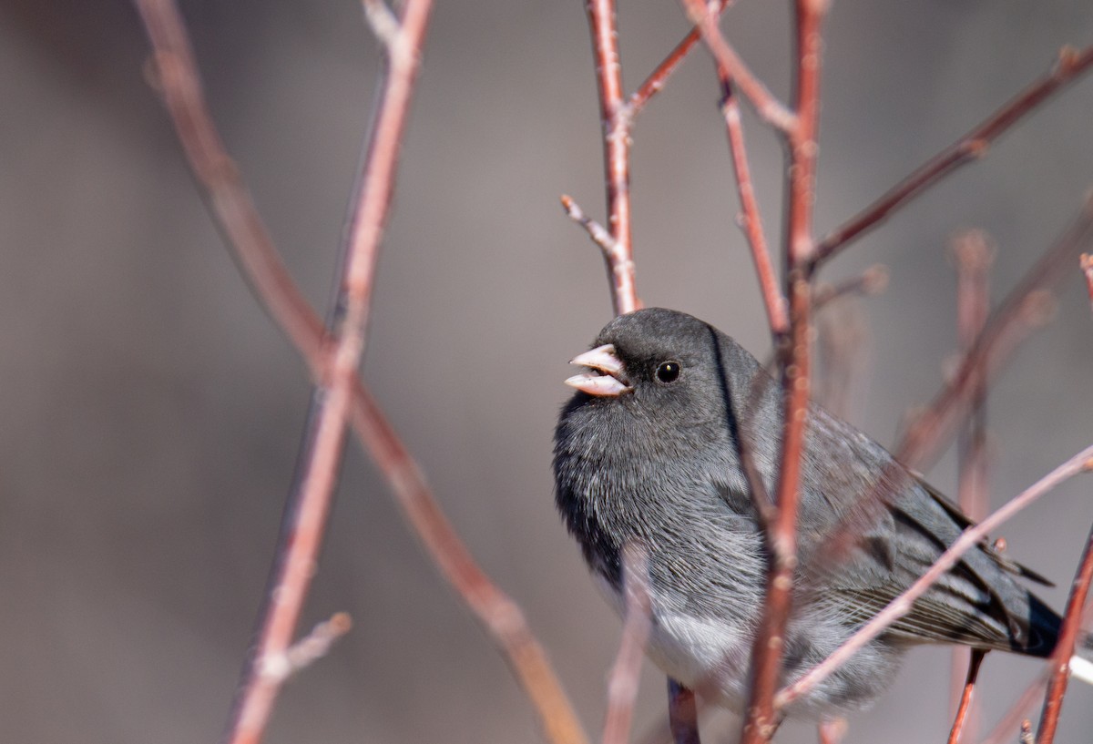 Dark-eyed Junco - Laurent Bédard