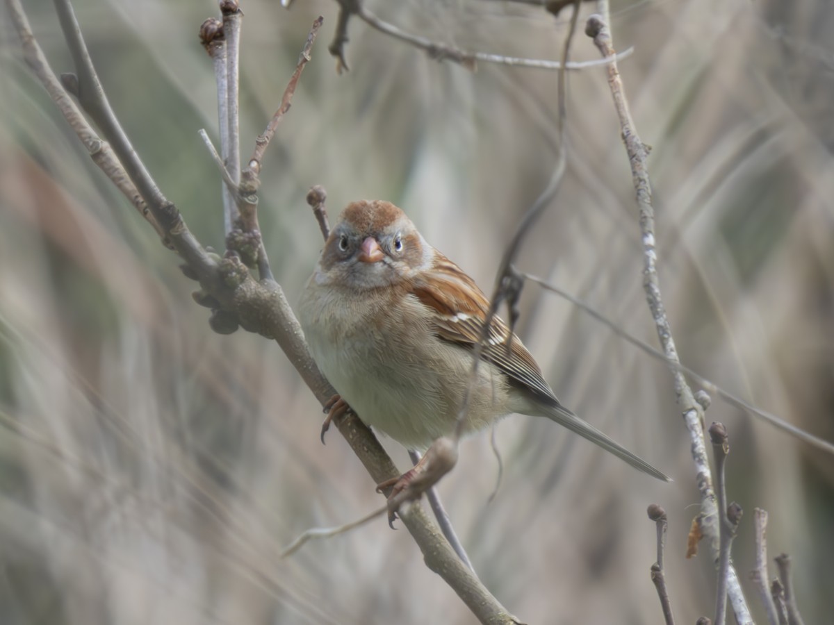 Field Sparrow - ML618109300