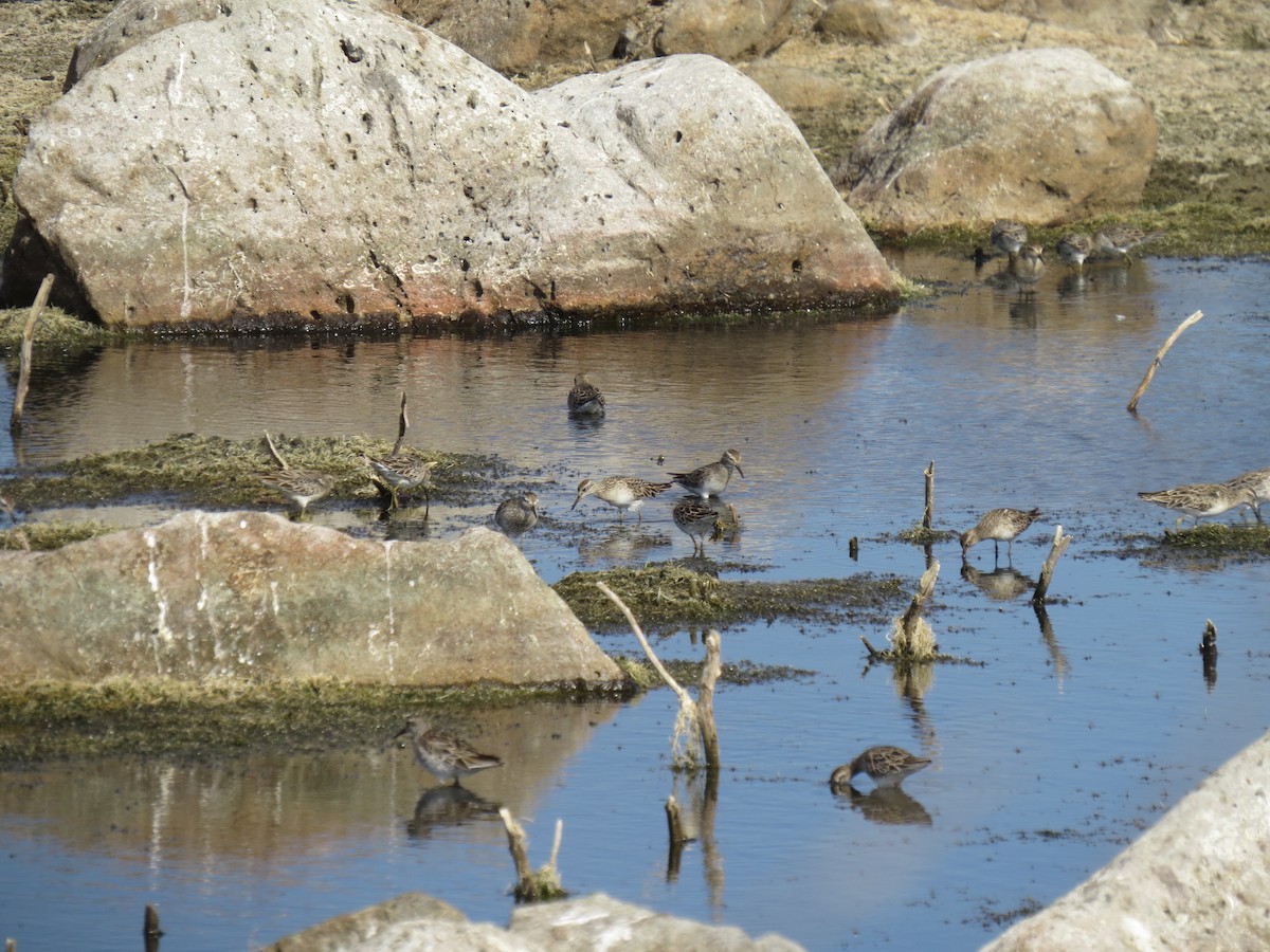 Sharp-tailed Sandpiper - Kurt Gaskill