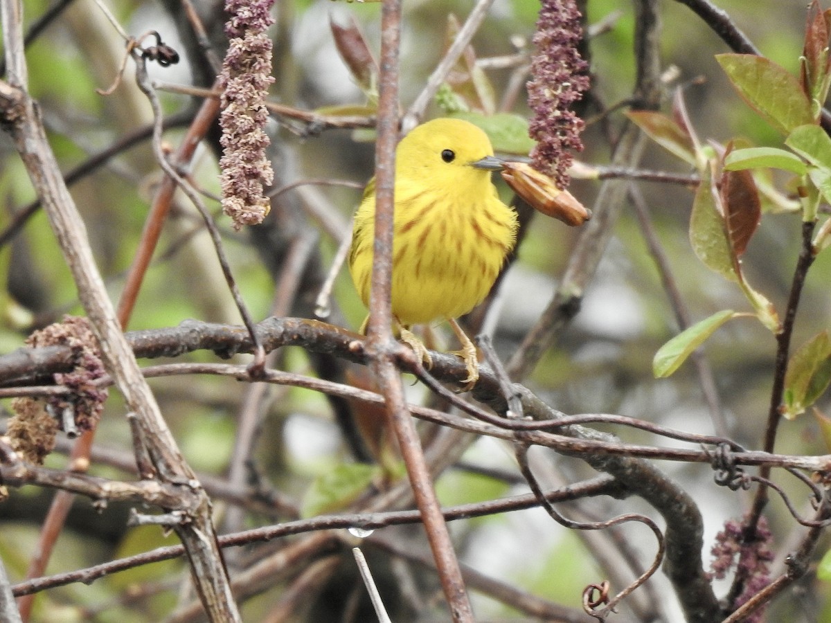 Yellow Warbler - Gloria and Andy Schwabe